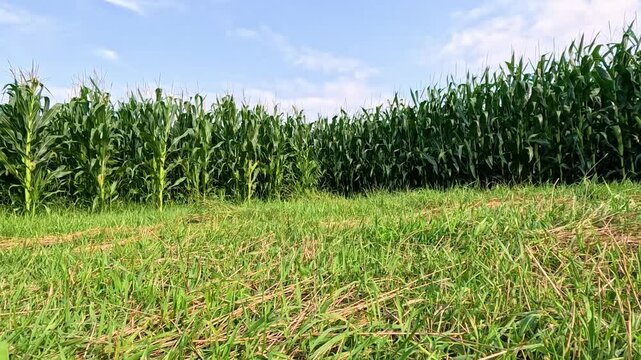 Tasseling Cornfield Corner with Green Stalks Blowing in Wind, Grass Foreground, Butterfly Flying and Bird in Background, Low-Angle View