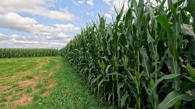 Green Tasseling Cornfield with Brown Silk Blowing in Wind, Edge View Handheld Toward Corner Rows with Grass and Blue Sky