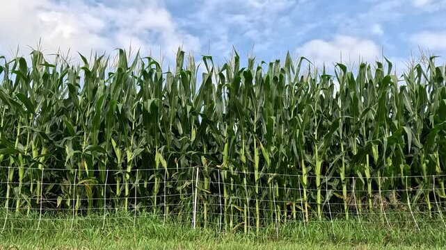Tasseling Corn with Dried Silk Behind Poly Fence, Low-Angle View with Blue Sky and Clouds