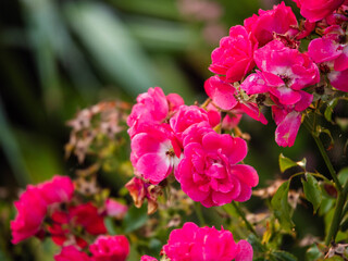 A bunch of pink flowers are in a garden. The flowers are in full bloom and are very pretty