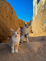PORTRAIT, CLOSE UP: Small kitten and its mother, both with orange and white fur, pose side by side on a sandy and gravel path against a backdrop of large rock and rustic building wall under blue sky.