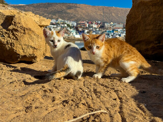 CLOSE UP, PORTRAIT: Two adorable small kittens have their gazes focused on a wooden stick. Playful small stray cats on a sunny sandy path with coastal village of Imsouane, Morocco in the background.