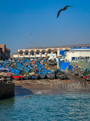 Numerous traditional Moroccan blue fishing boats neatly arranged on dry dock. Seagulls circle in the clear blue sky and gather on wet ground, with a large white and blue building in the background.