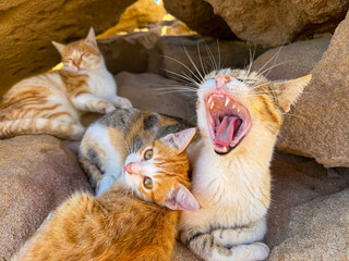 CLOSE UP, PORTRAIT: Cute family of stray cats rests among large rocks on the beach. One cat yawns with its mouth fully open, while a smaller kitten with a friendly expression cuddles next to it.