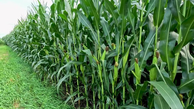 Tasseling Corn with Dried Silk Along Row, Walking and Turning Toward Distant Field