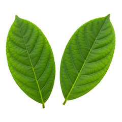 Obraz premium Two Vibrant Green Leaves Showcase Nature s Beauty Leafy Details and Botanical Serenity on a on transparent background