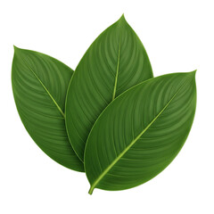 Obraz premium Three Lush Green Leaves Resting Peacefully Freshness Growth and Natural Beauty on a Transparent Background Vibrant