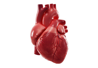 Isolated Human Heart Anatomical Illustration for Medical Education and Healthcare Concept
