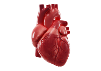 Isolated Human Heart Anatomical Illustration for Medical Education and Healthcare Concept
