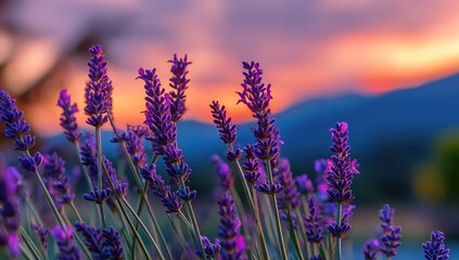 Fototapeta premium Close-up lavender blooms at sunset