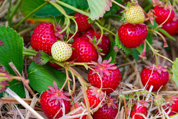Abundant strawberry cluster on straw rows across the bed