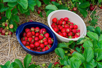 Two brimming basins of strawberries between garden rows