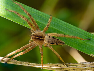 Listspinne (pisaura mirabilis)