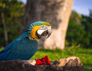 Vibrant parrot in lush greenery