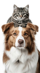 Brown Border Collie dog with tabby kitten sitting on its head against white background, showcasing interspecies friendship and playful pet companionship