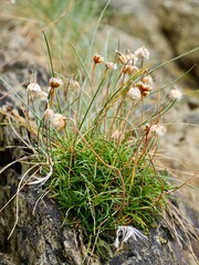The thrift (Armeria maritima), sea thrift or sea pink, is a species of flowering plant in the family Plumbaginaceae. Lower Normandy, France