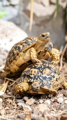 Obraz premium Two tortoises, patterned in beige and dark brown, are close together, possibly mating