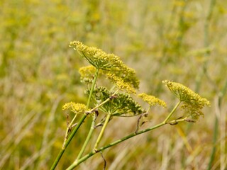 Flowering of the fennel (Foeniculum vulgare), Florence fennel or finocchio. Lower Normandy, France