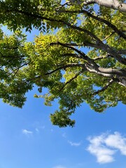秋の空と森の木