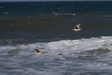 Willets Flying Over Ocean Waves at Playalinda Beach Florida