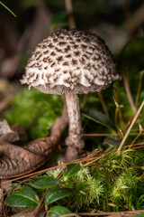 Strobilomyces