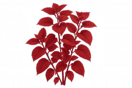 Red leaves are creating a stunning visual on a transparent background, perfect for nature-themed projects