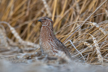 A male quail in a field of wheat with ears