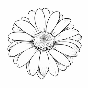 Cape Daisy Black Line Art on White Background