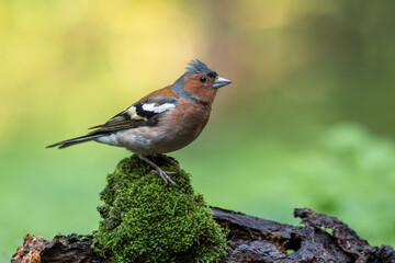 A finch on a moss hummock