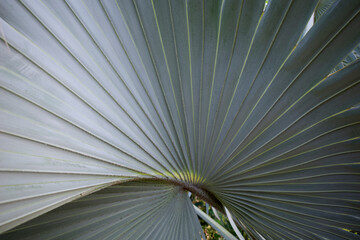 Obraz premium Bismarckia nobilis or Bismarck palm leaf, a palm tree for a politician, tropical foliage. Natural background