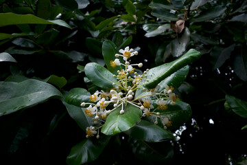 Calophyllum inophyllum flowers and leaves, a large evergreen plant, commonly called mastwood or beach calophyllum