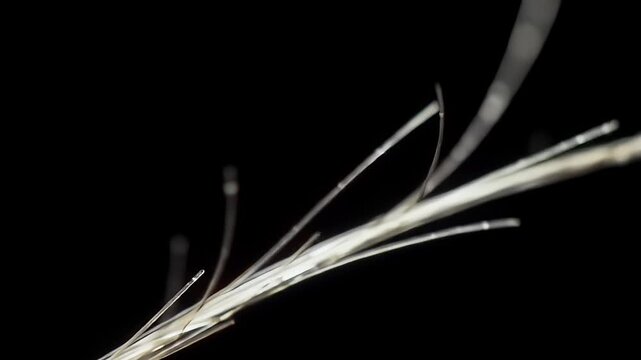 Closeup Hair Strand Microscopic.