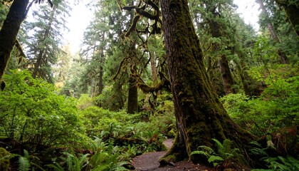 Lush, mossy forest path winds through ancient trees, dappled sunlight filtering through canopy