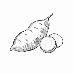 Sweet Potato line art botanical illustration minimalist hand drawn drawing