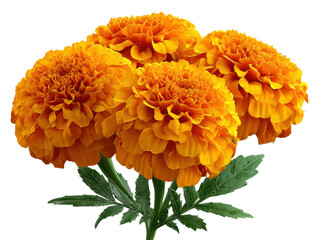 calendula flowers isolated