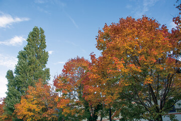 Fototapeta premium Autumn leaves