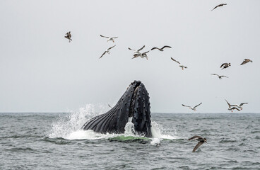 Humback whales feeding in Monterey Bay California.