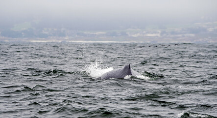 Humback whales feeding in Monterey Bay California.