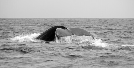 Humback whales feeding in Monterey Bay California.