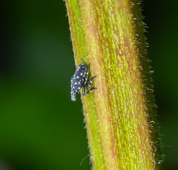 Lycorma delicatula - Spotted Lanternfly