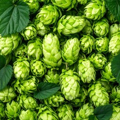 Close-up of fresh hop cones and leaves