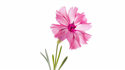 A single pink dianthus  with ruffled petals stands out on a white background, symbolizing admiration, gratitude, and timeless floral beauty.