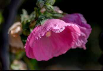 Pink mallow flower blooming in Cyprus