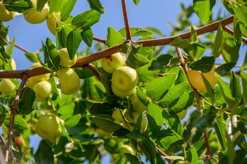 Ziziphus fruits on tree branch in Cyprus