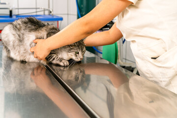 Veterinarian examining kitten on stainless steel table in clinic