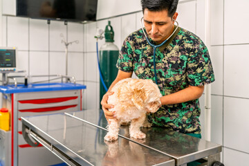 Veterinarian examining small dog with stethoscope in clinic © Guillermo Spelucin