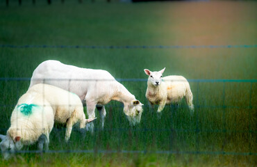 Obraz premium Scottish sheeps roaming at farms .A photo from scottish highlands.