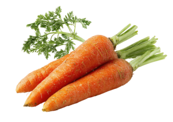Fresh carrots with tops