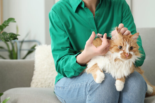 Young woman with tick extractor removing parasite from cat's ear at home