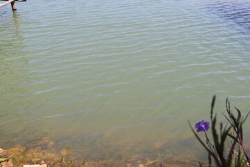 Riverbank scene with green plants beside water flowing peacefully